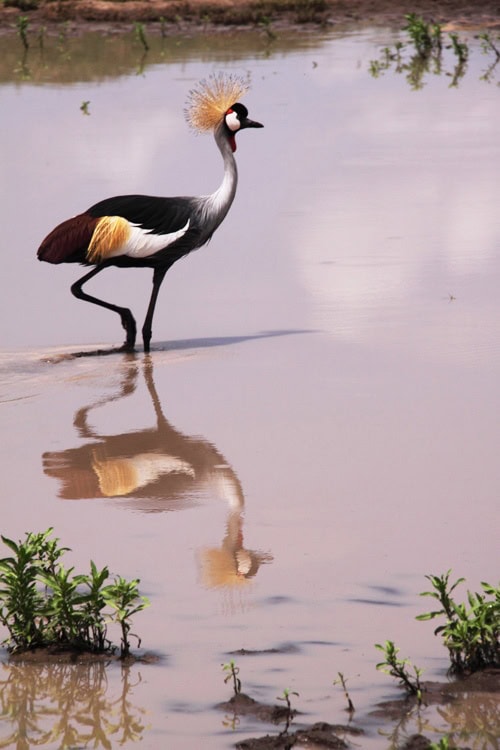 An elegant crowned crane wading in shallow water, symbolizing the beauty of African wildlife and culture, often explored during volunteer and internship programs in Tanzania. Gain placement info and immerse yourself in Africa culture.
